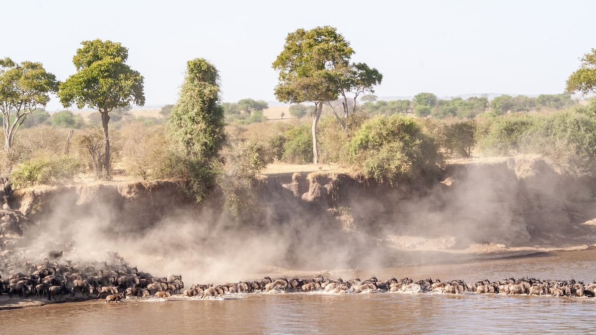 Tanzania en tres parques: Tarangire, Serengeti y Ngorongoro, el triángulo clásico de los safaris