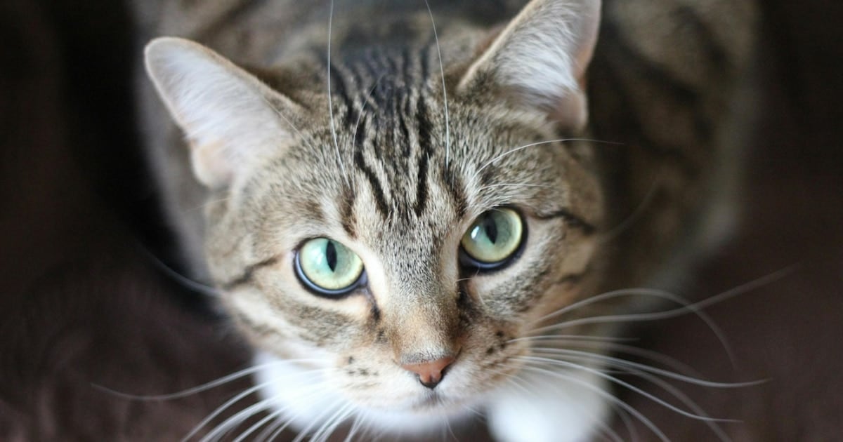 Un parásito que viaja en las patas del gato y puede llegar hasta la mesa de la familia