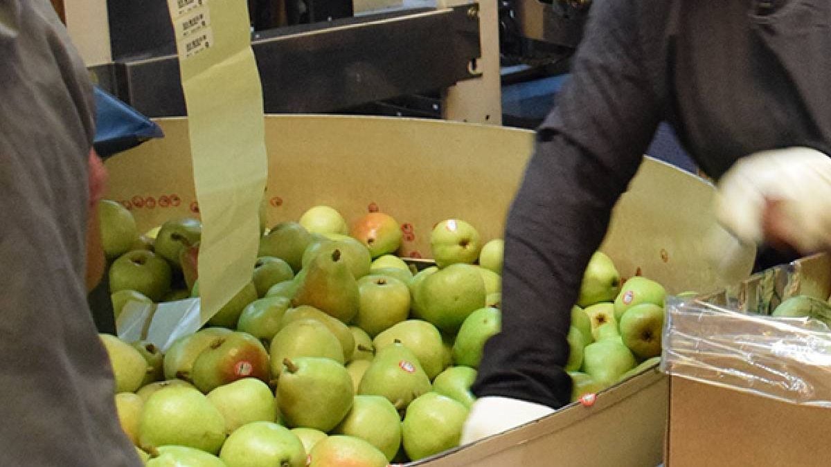 Una década levantando peras y manzanas, una lesión en el hombro y una cooperativa que le dijo que no había lugar: la Justicia neuquina le dio la razón