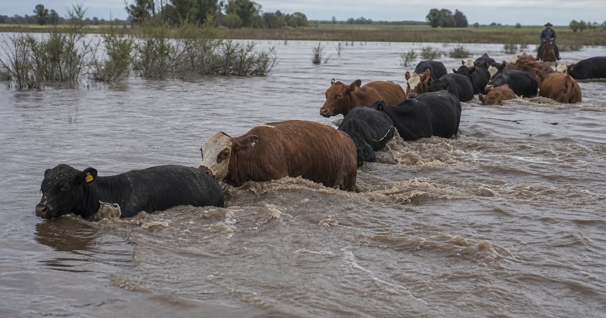 La crecida del Paraná tensa el precio de la hacienda en Cañuelas y pone en alerta al mercado mundial de carne vacuna