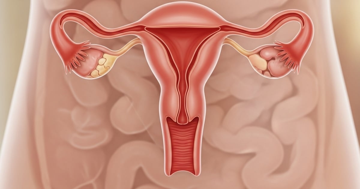 El ovario no se apaga: un estudio demuestra que sigue trabajando décadas después de la menopausia