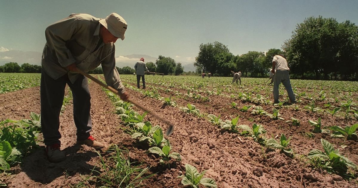 Asignaciones familiares rurales: extienden por un año el piso equivalente a la AUH para trabajadores de temporada