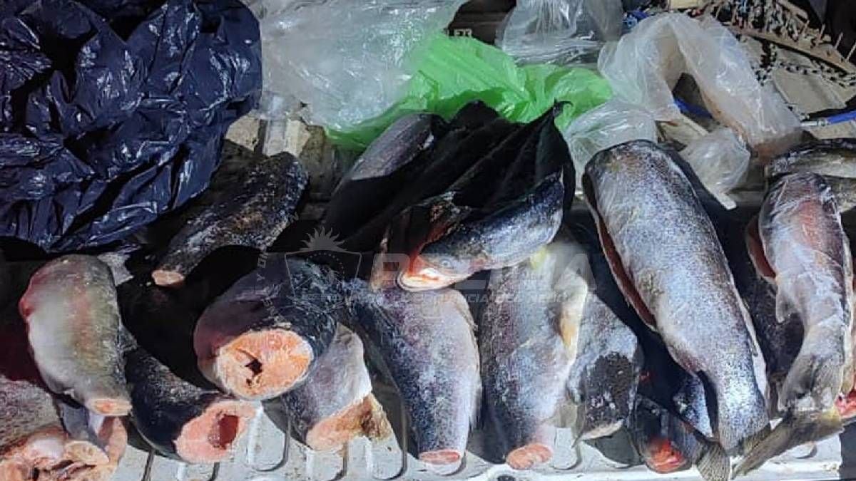 Pesca en Neuquén: la ventana previa al 1 de noviembre llega con cupos estrictos y controles en la Ruta 237